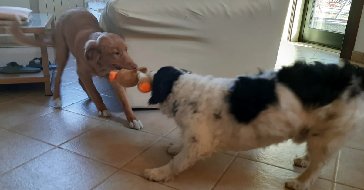 Two young dogs holding the same plush toy indoors, a playful moment that needs supervision to prevent resource guarding in dogs
