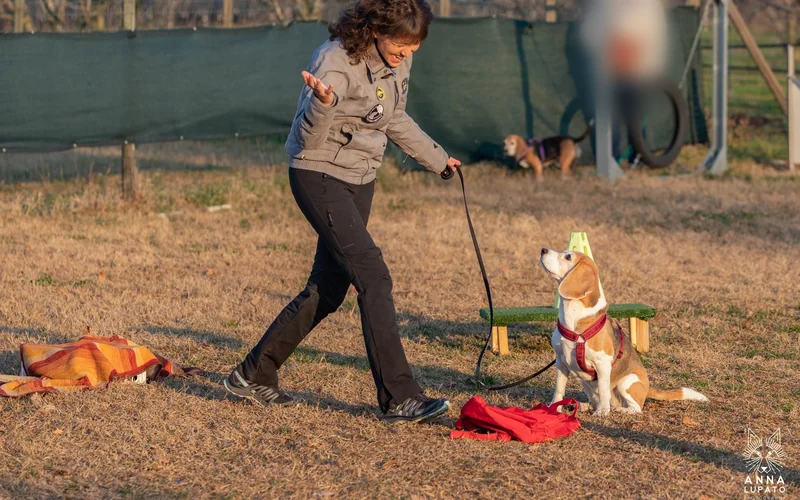 Woman joyfully praising a Beagle sitting by a training bench during a scent detection session