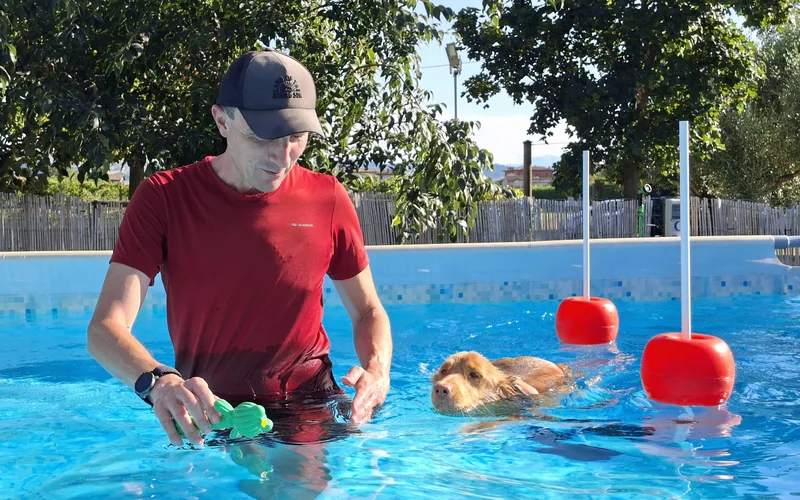 Trainer standing in a pool holding a toy as his Nova Scotia Duck Tolling Retriever swims past red buoys